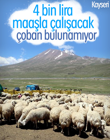 Kayseri'de 4 bin lira maaşla çalışacak çoban bulamıyor