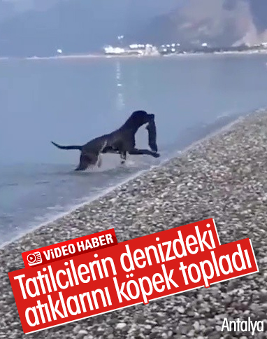 Antalya'da sahildeki insan atıklarını köpek topladı 