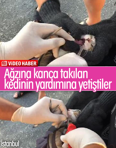 İstanbul'da kedinin ağzına takılan olta kancası çıkarıldı