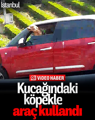 İstanbul'da kucağında köpekle araç kullanan kadın