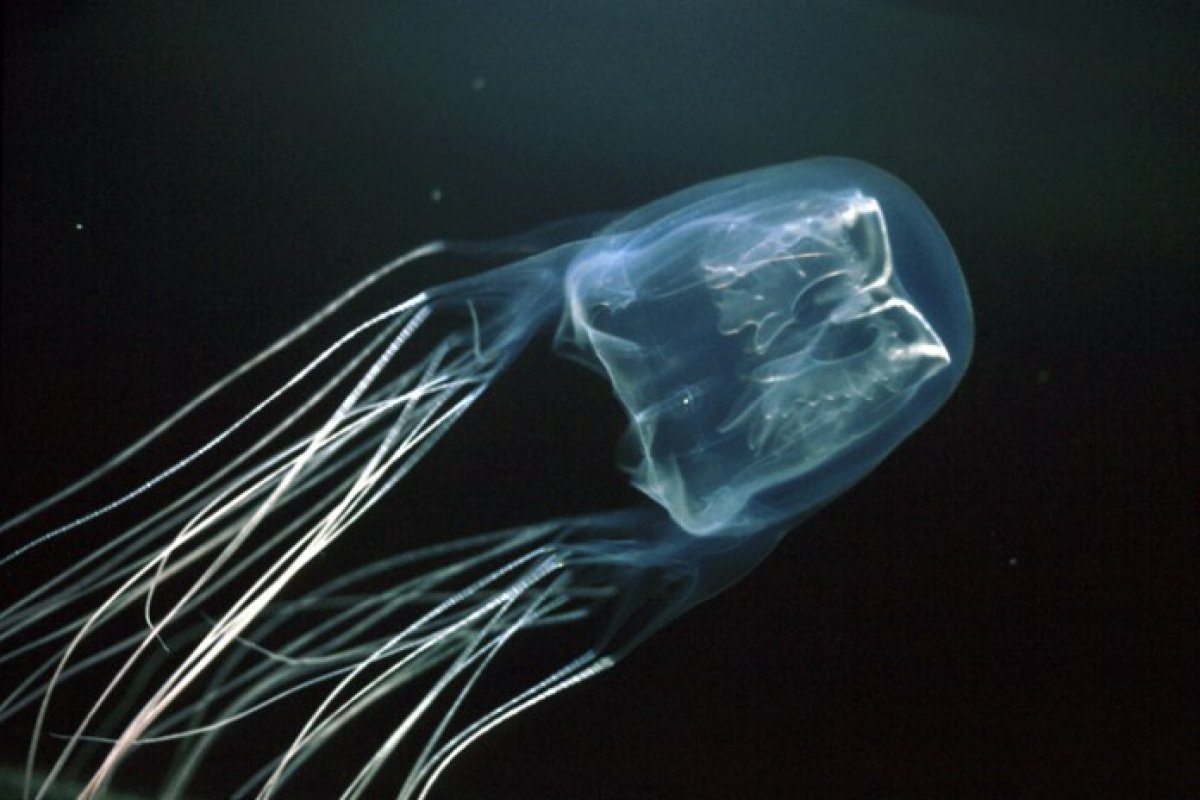 What is a box jellyfish #2