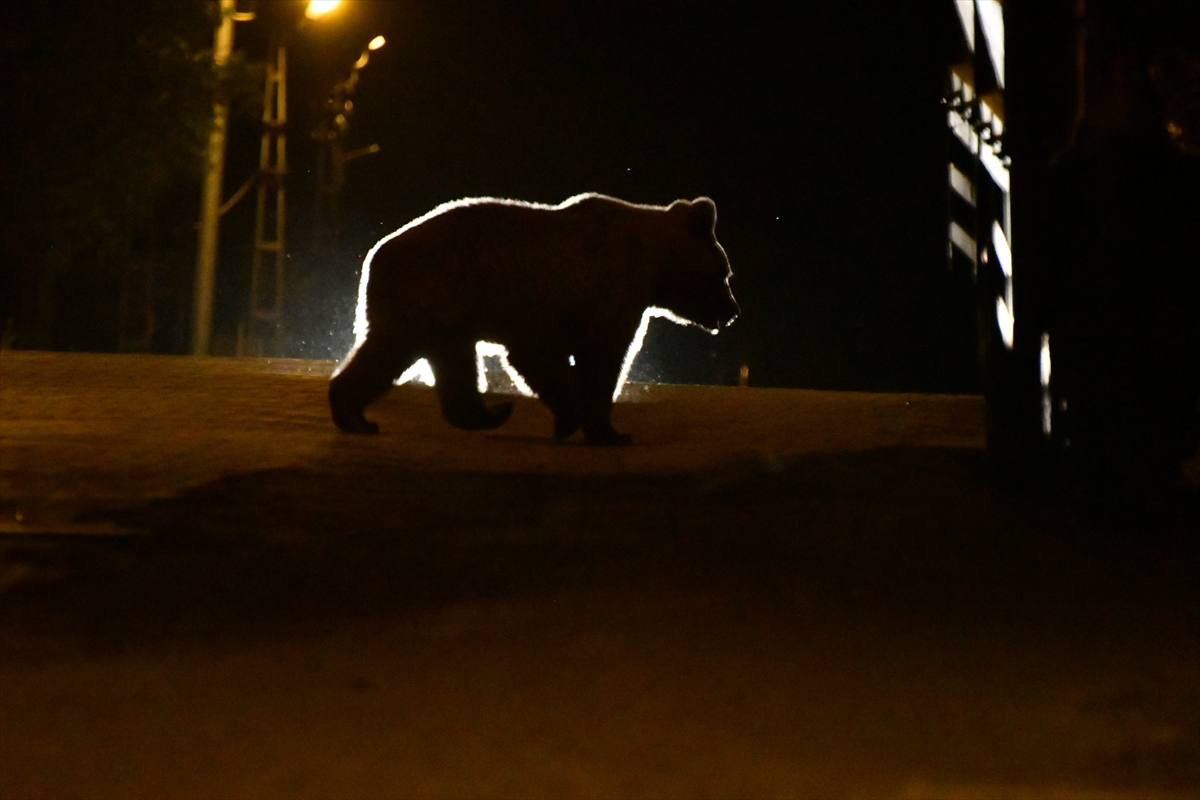 Kars'ta şehre inen ayılar çöpte yiyecek aradı #8