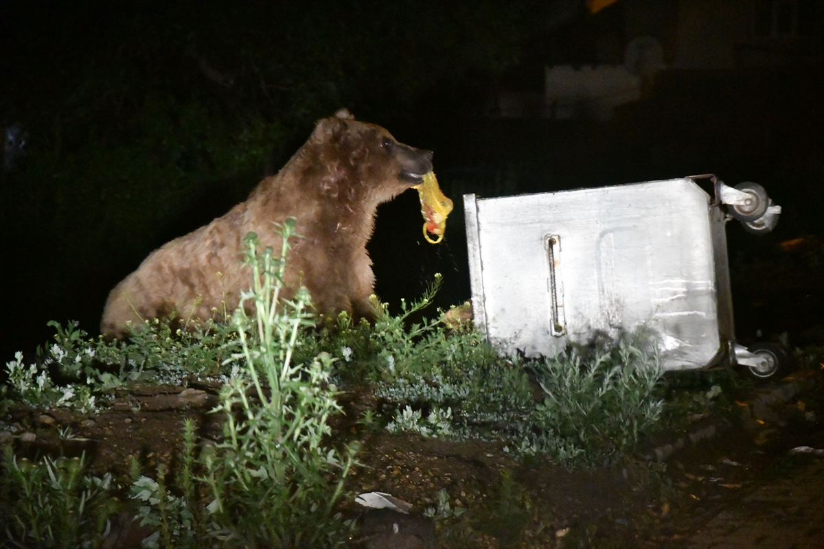 Kars'ta şehre inen ayılar çöpte yiyecek aradı #3