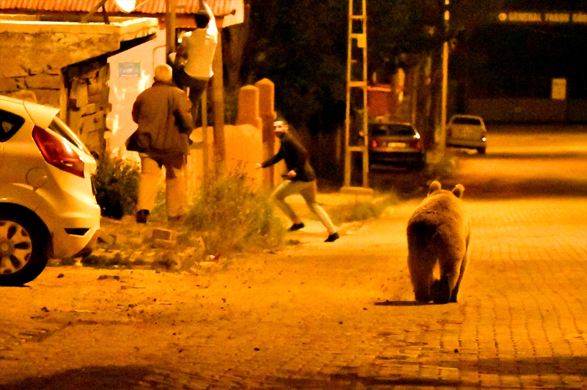 Kars'ta şehre inen ayılar çöpte yiyecek aradı #9