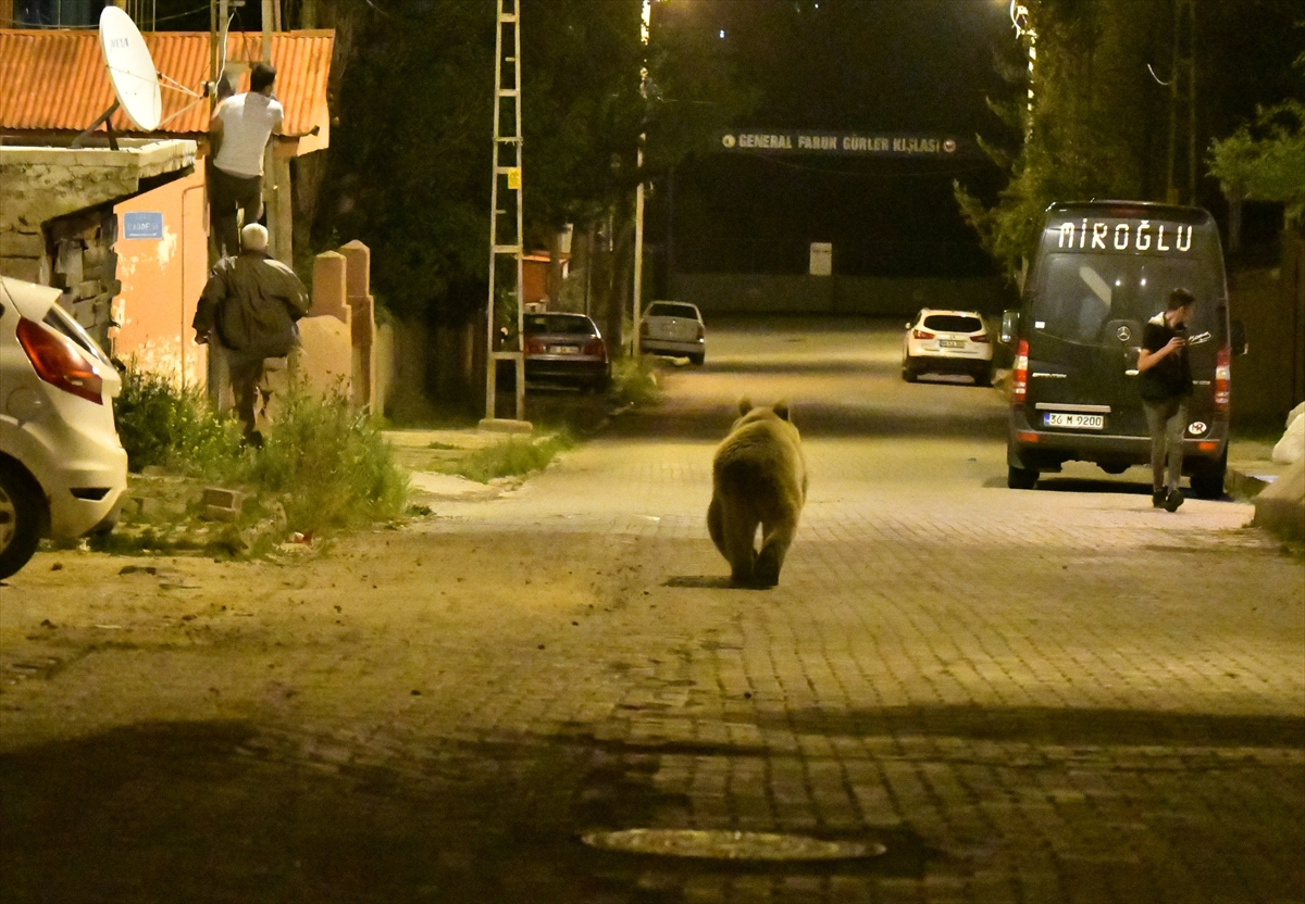 Kars'ta şehre inen ayılar çöpte yiyecek aradı #4