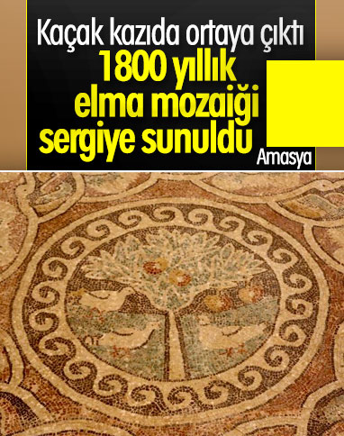 Amasya'da kaçak kazıda bulunan elma mozaiği, sergileniyor