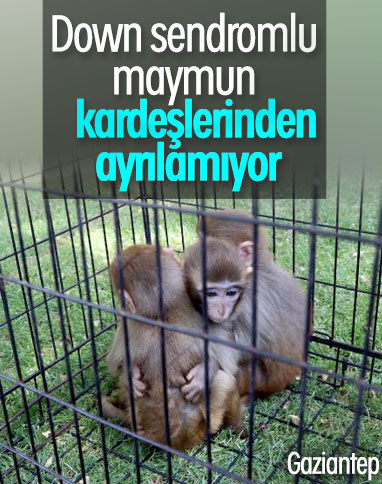 Gaziantep'te, kardeşlerinden ayrılamayan maymun
