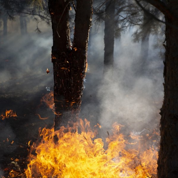 Edirne'de orman yangını kontrol altına alındı