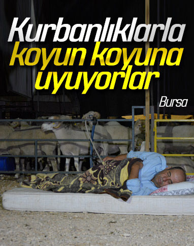 Bursa’da besiciler kurbanlıkları ile yatıyor