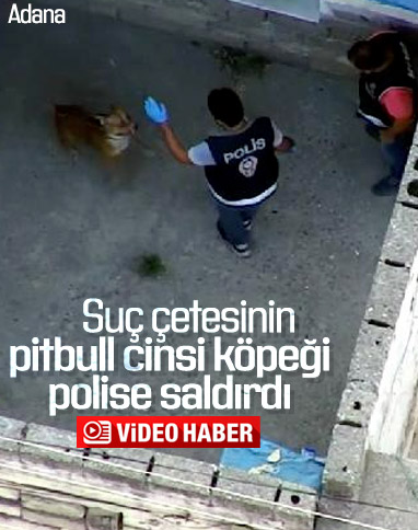Adana’daki çete operasyonunda polise köpek saldırdı