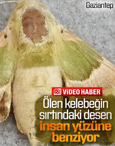 Gaziantep'te insan sureti desenli kelebek görüldü