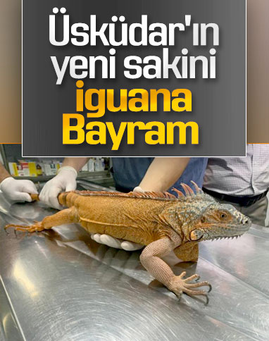 Üsküdar'da bulunan iguanaya 'Bayram' ismi verildi