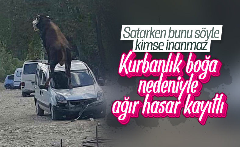 Samsun'da kurbanlık boğa, aracın üstüne çıktı