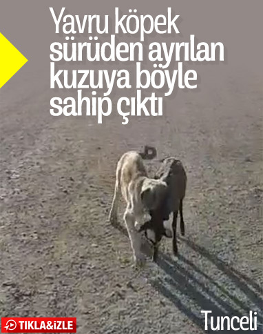 Tunceli'de sürüden ayrılan kuzuya sahip çıkan köpek