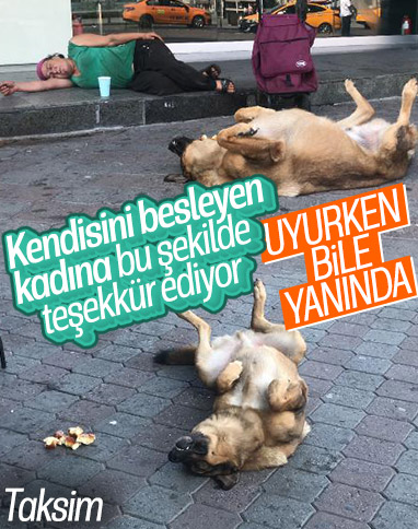 Taksim’de köpeğin vefası: Yalnız bırakmıyor 