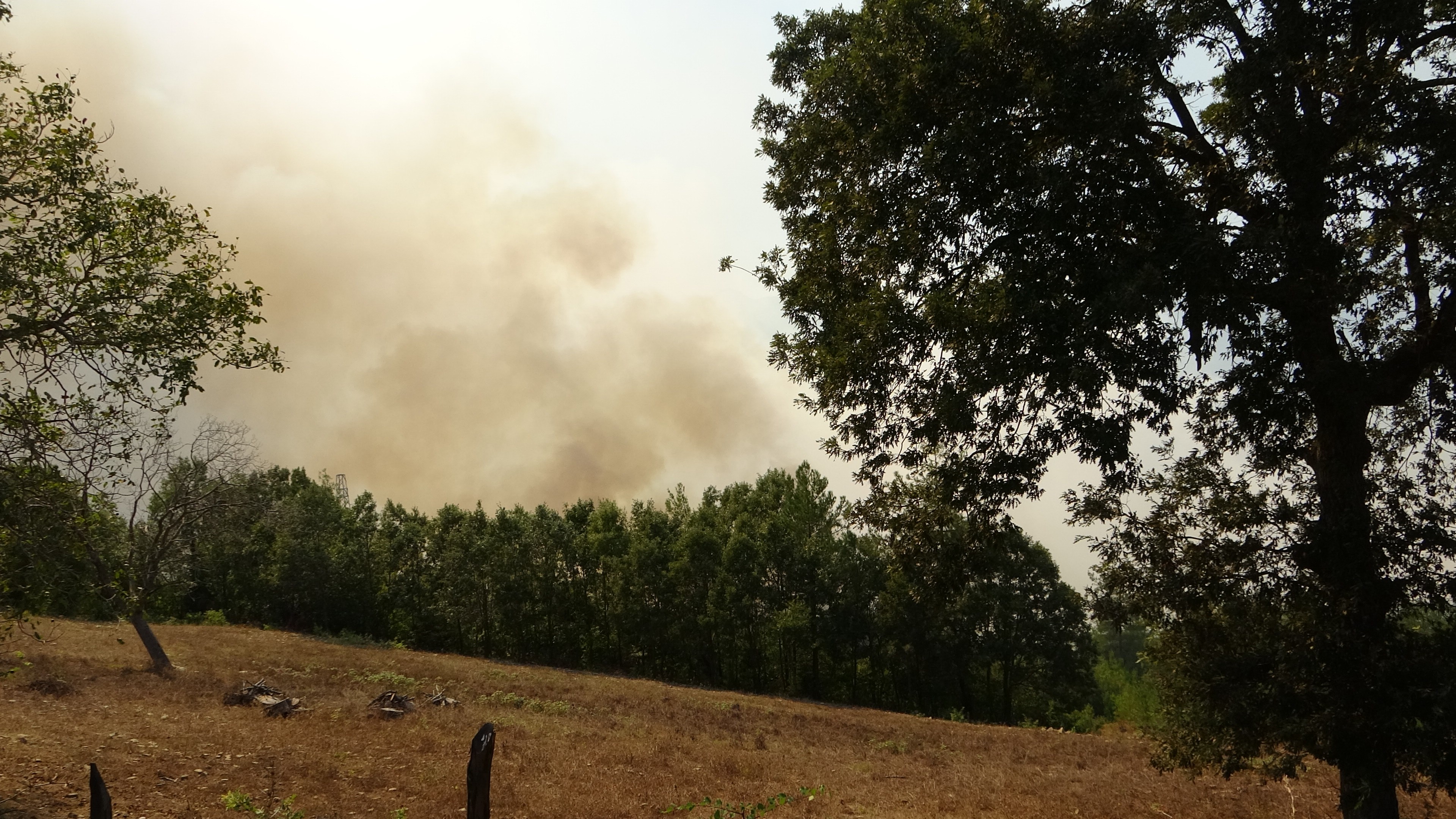 Adana da orman yangını #2