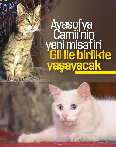 Ayasofya'nın meşhur kedisi Gli'ye Ankara'dan arkadaş geldi