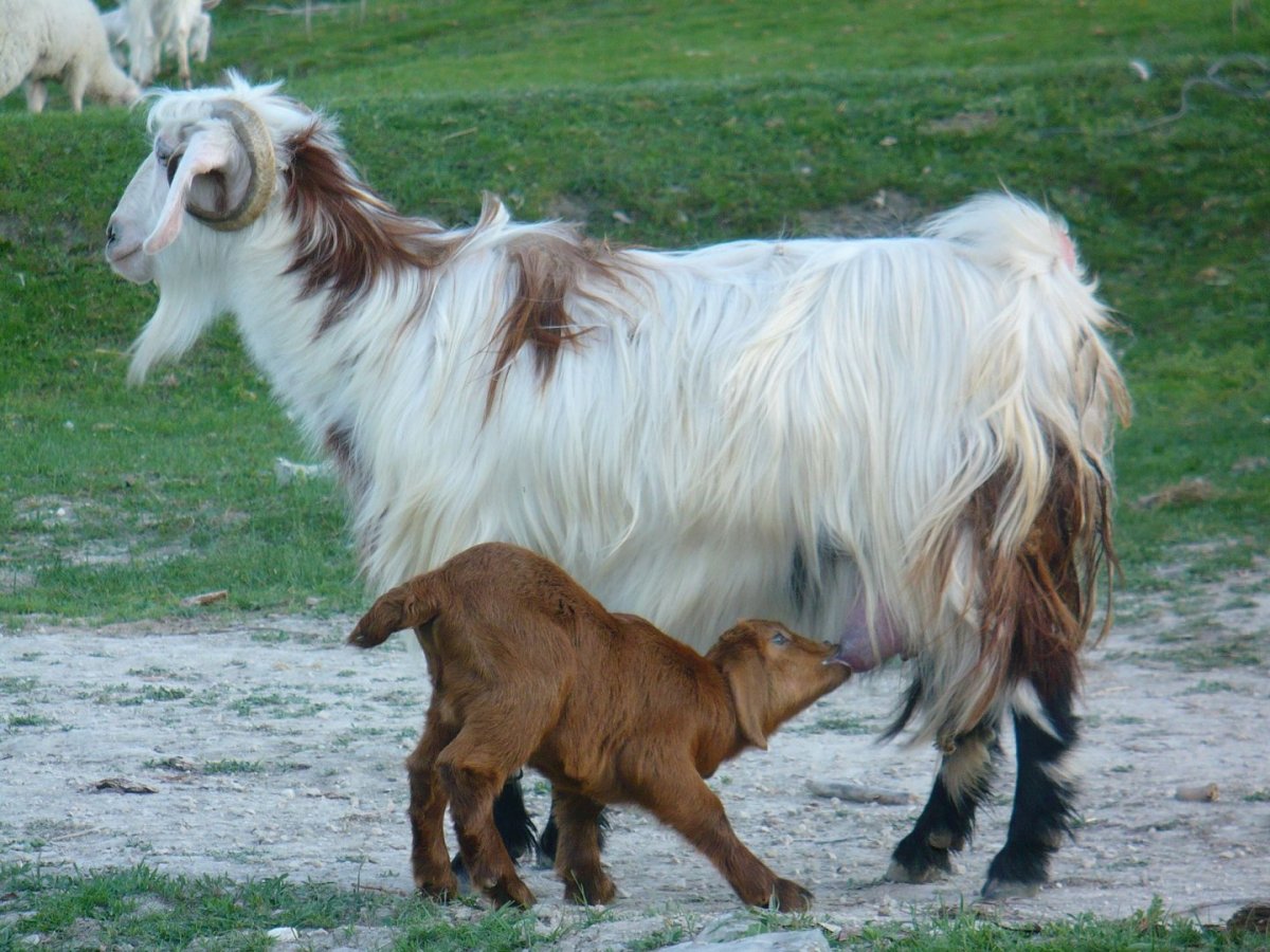 What is a Angora Goat #2