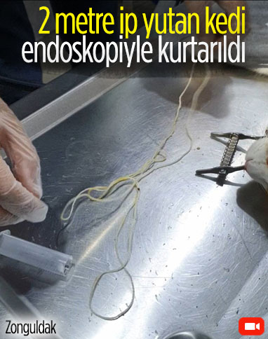 Zonguldak'ta 2 metrelik ip yutan kedi, endoskopi ile kurtarıldı