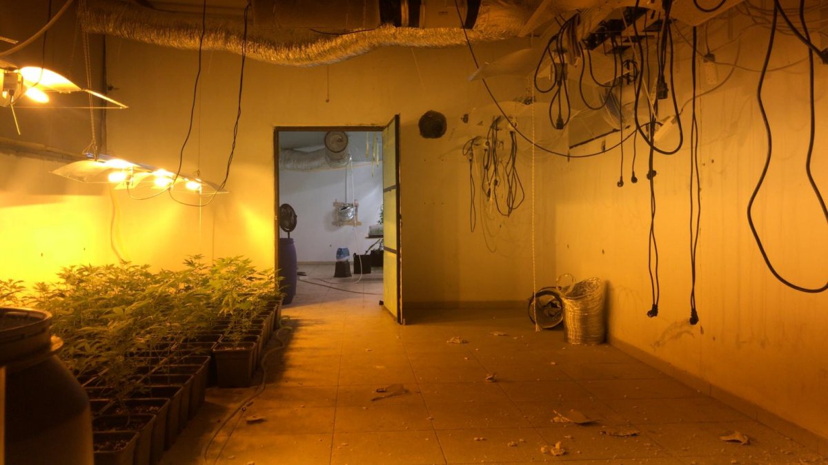 Factory transformed into a cannabis farm in Bursa seized # 10