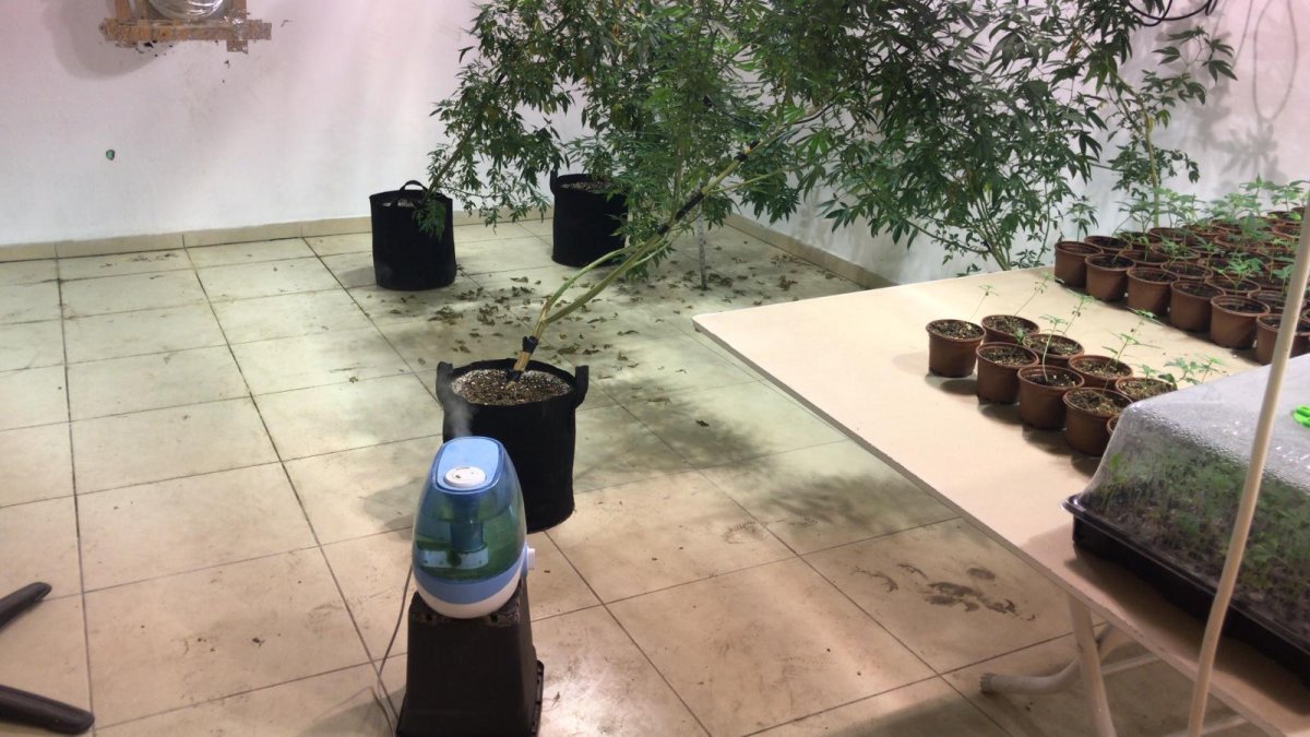 Factory transformed into a cannabis farm in Bursa seized # 7