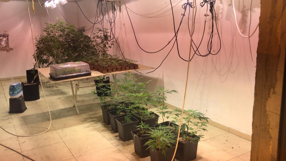 Factory transformed into a cannabis farm in Bursa seized # 8