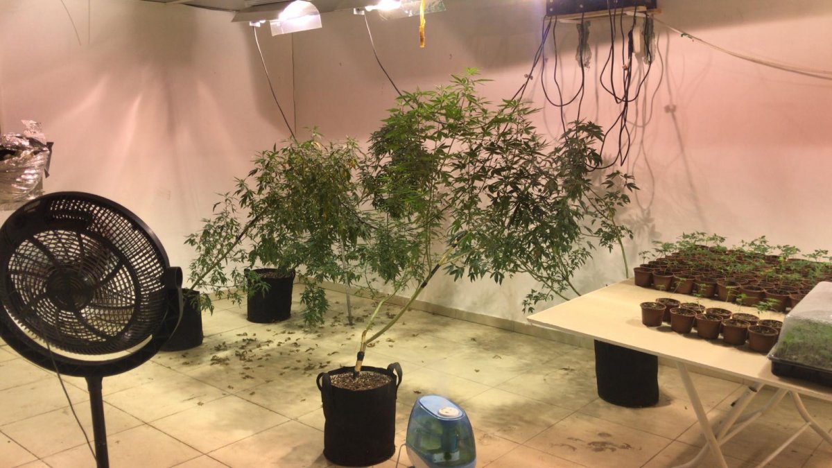 Factory transformed into a cannabis farm in Bursa seized # 5