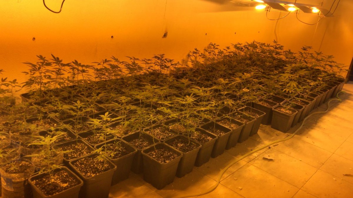 Factory transformed into a cannabis production farm in Bursa seized # 9