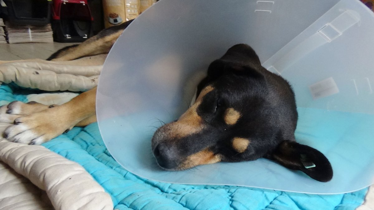 Trabzon'da köpeğin vajinasındaki el feneri ameliyatla çıkarıldı
