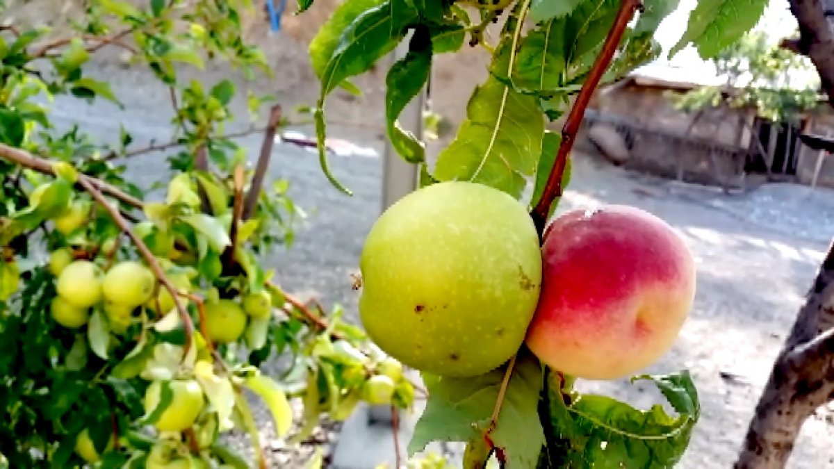 Apple and peach grown on the same branch in Adıyaman # 1