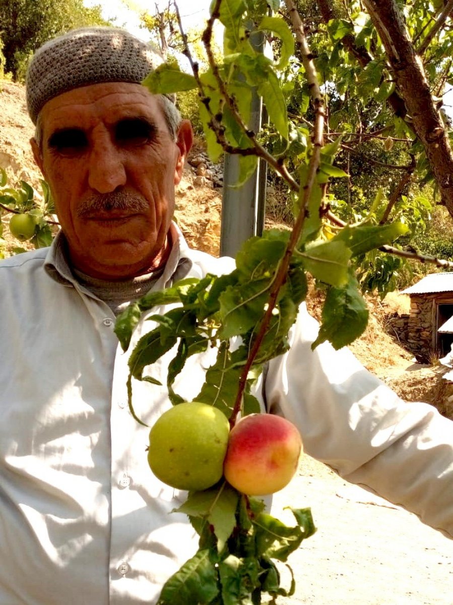The apple and peach grew on the same branch in Adıyaman # 3