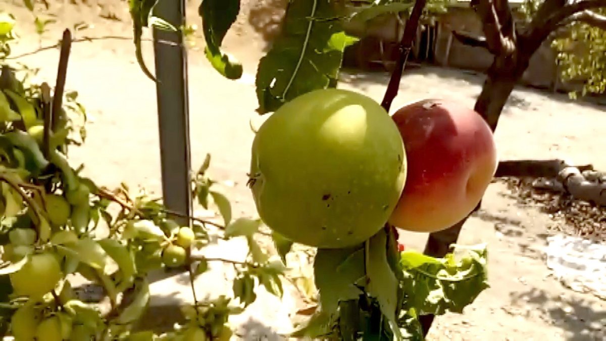 The apple and peach grew on the same branch in Adıyaman # 2