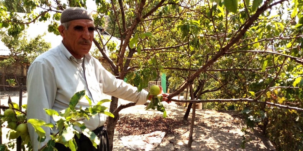 The apple and peach grew on the same branch in Adıyaman # 4