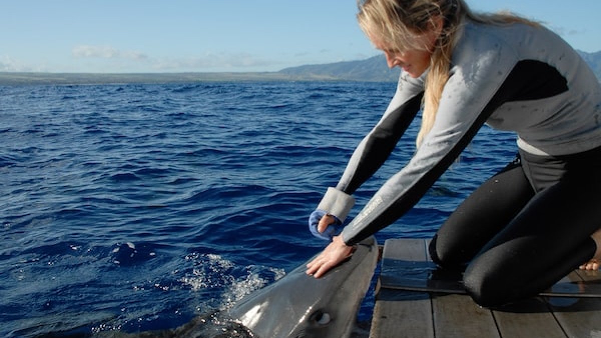 ABD’de bir doz aşı için 250 bin köpek balığı katlediliyor