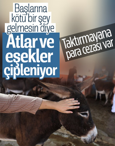 Türkiye'de bir ilk: At ve eşeklere çip takılıyor