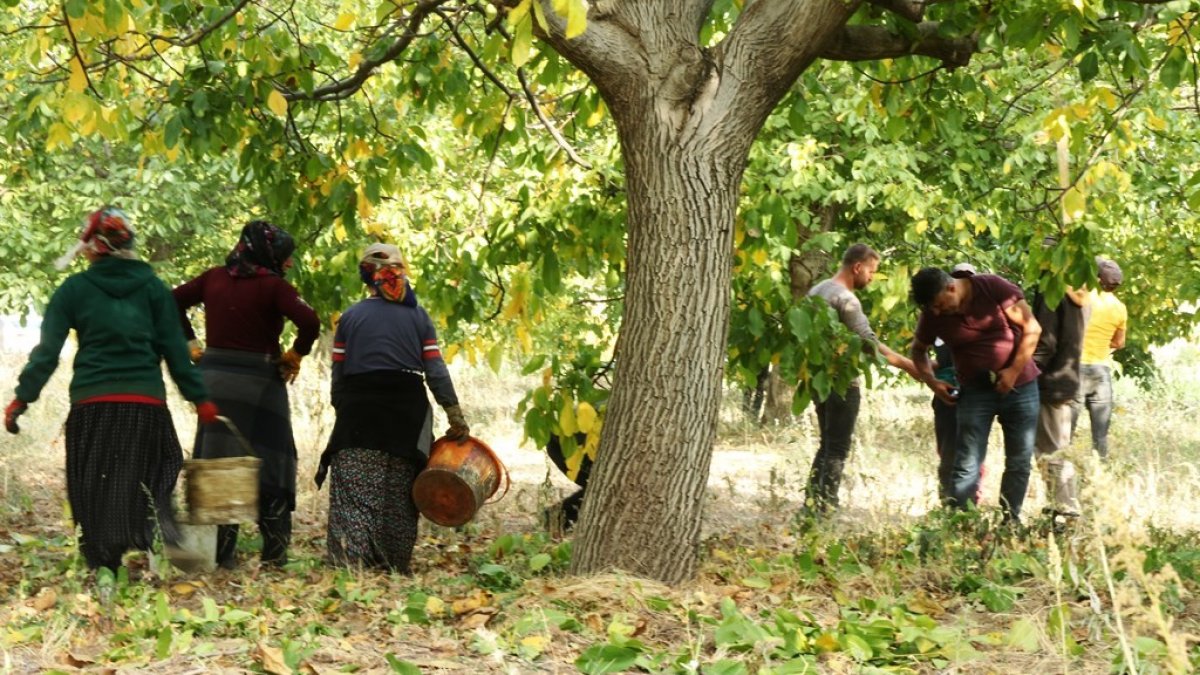 Bitlis çiftçisi cevizden bu yıl 150 milyon lira gelir sağlayacak