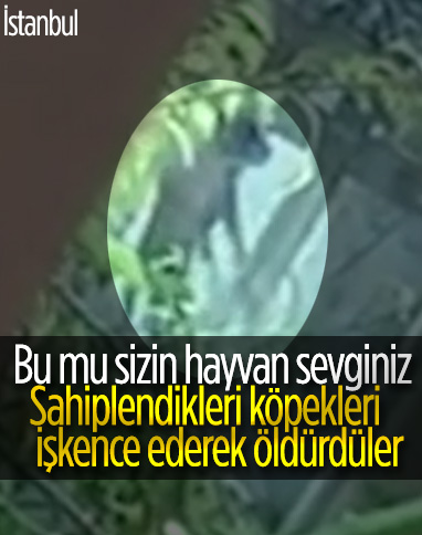 İstanbul'da sahiplendikleri hayvanlara işkence ettiler