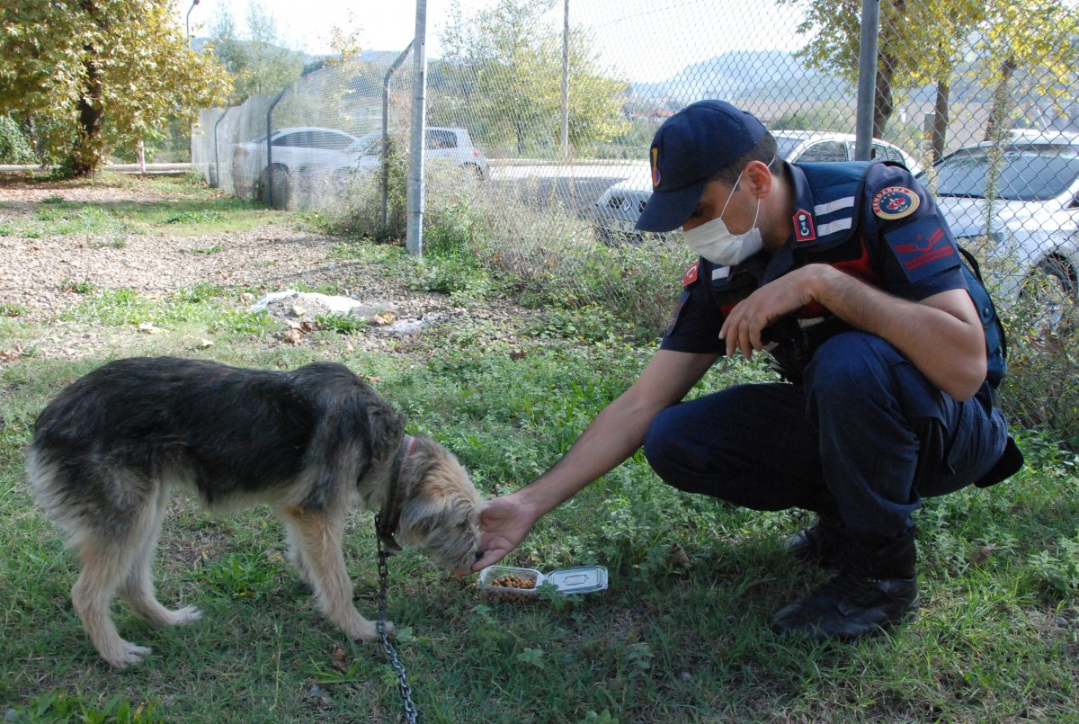 The owner of the chickens in Bartin attacked the dog in chicken coop # 3