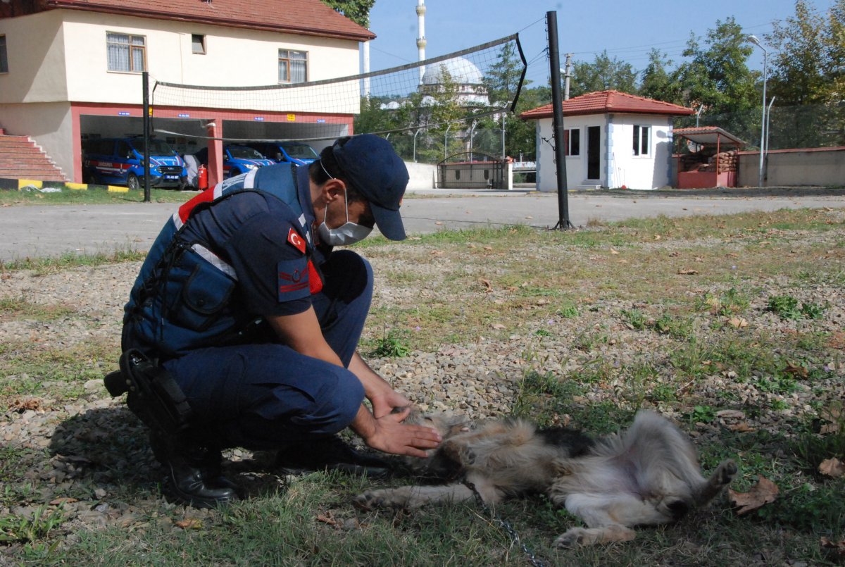 The owner of the chickens in Bartín attacked the dog in chicken coop # 1