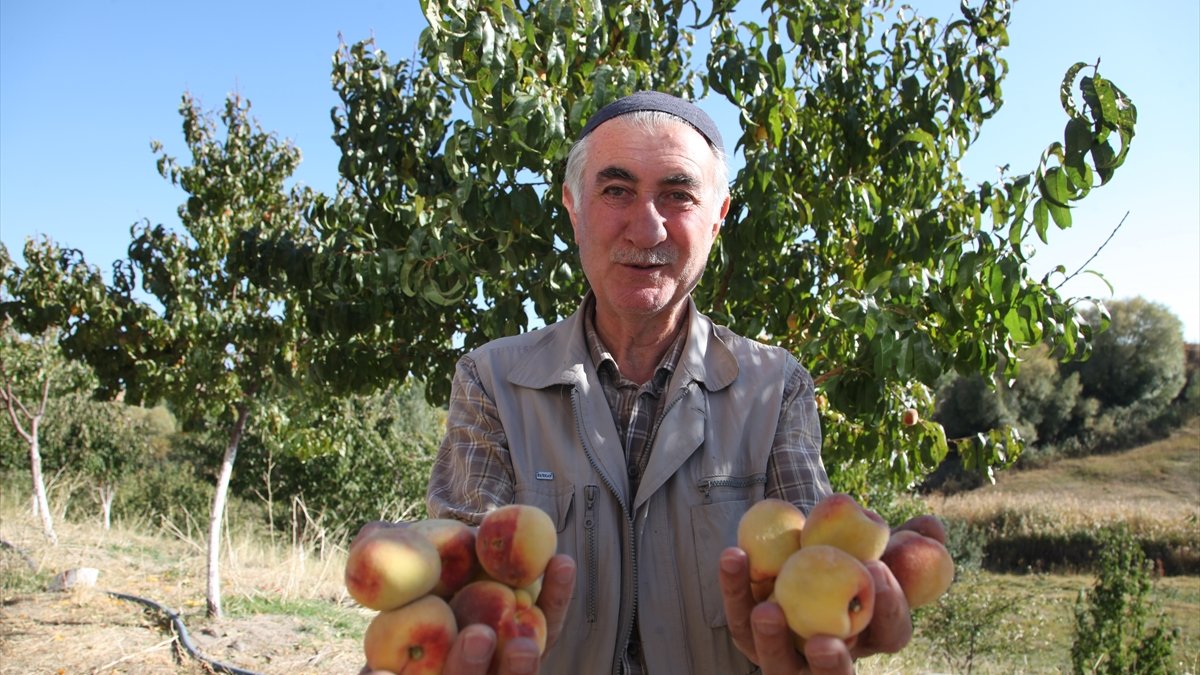 Ahlat'ta şeftali ağacı ikinci kez meyve verince şaşırttı
