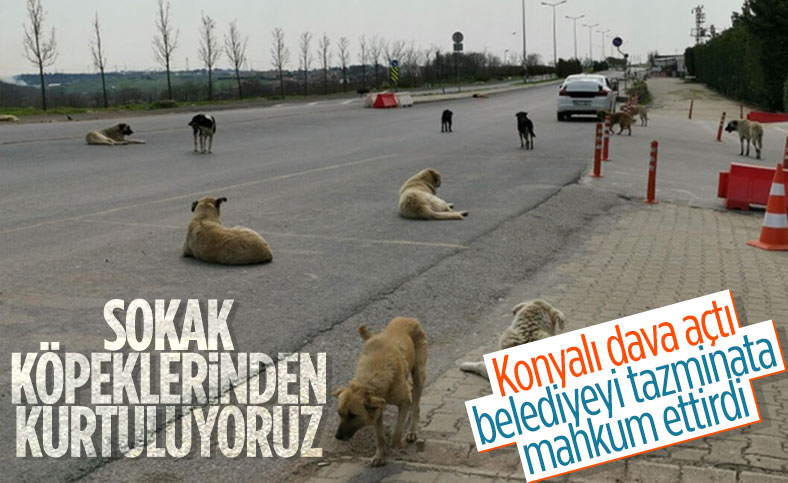 Konya'da sokak köpeklerinin ısırdığı kişinin belediyeye açtığı davasında emsal karar