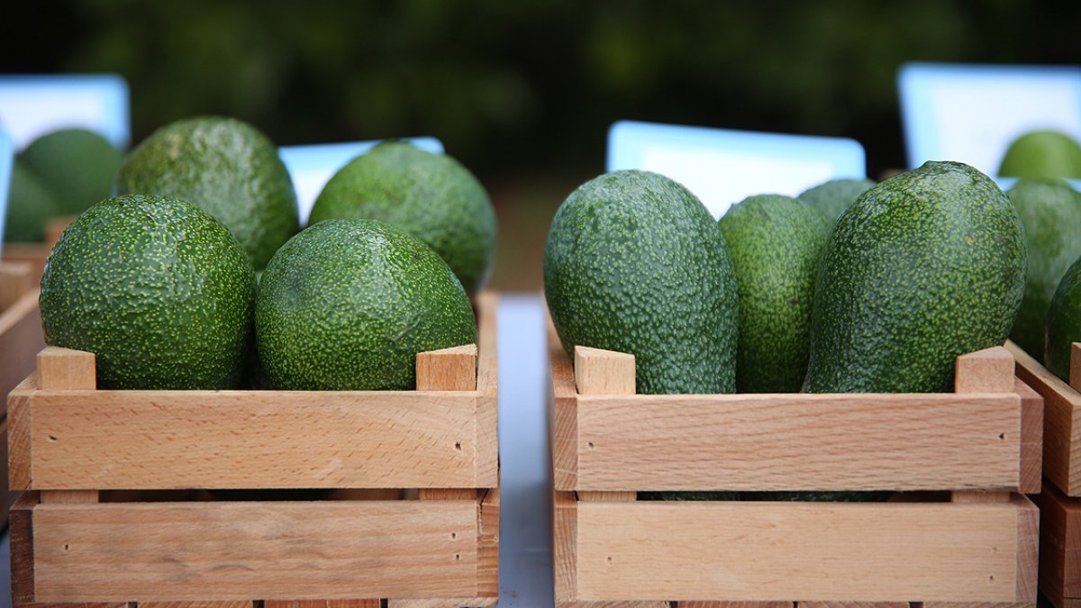 How to eat avocado what are the benefits avocado recipes kimdeyir