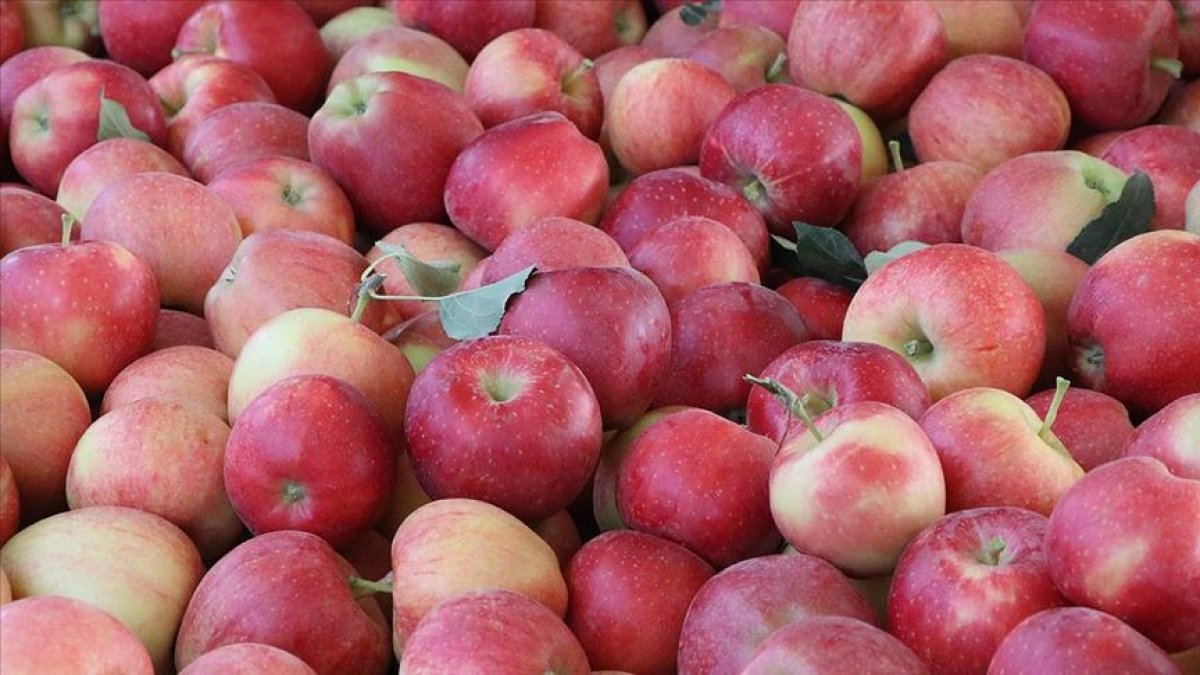 Kış meyveleri pazarlarda sezona pahalı başladı #1