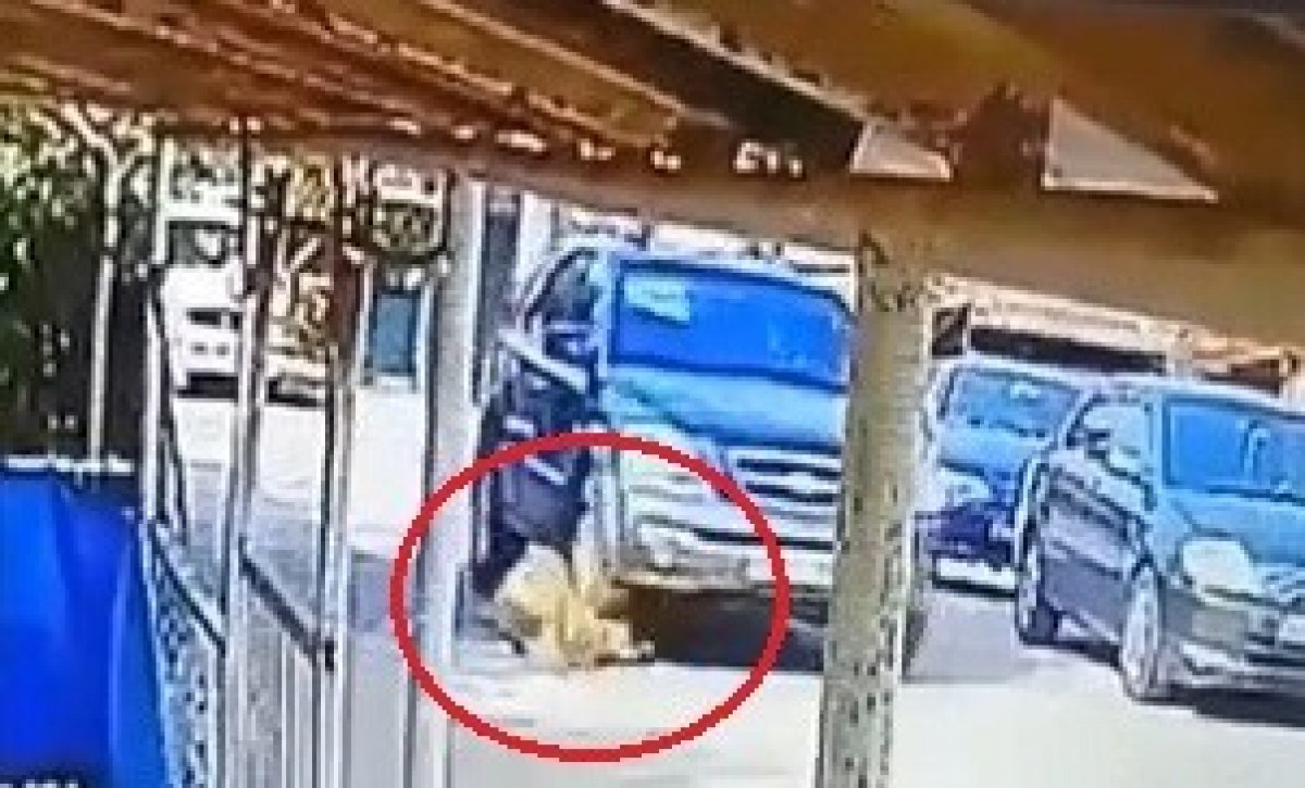 A driver in Kocaeli crushed the dog lying on the ground # 2