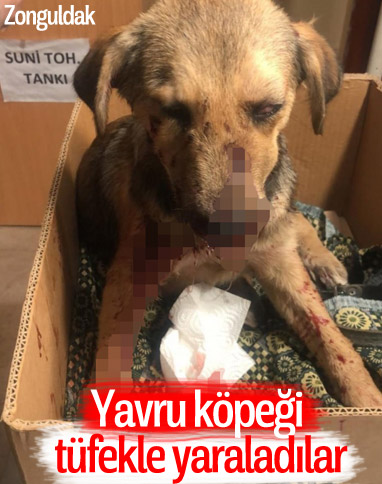 Zonguldak'ta bir köpeği tüfekle yaraladılar