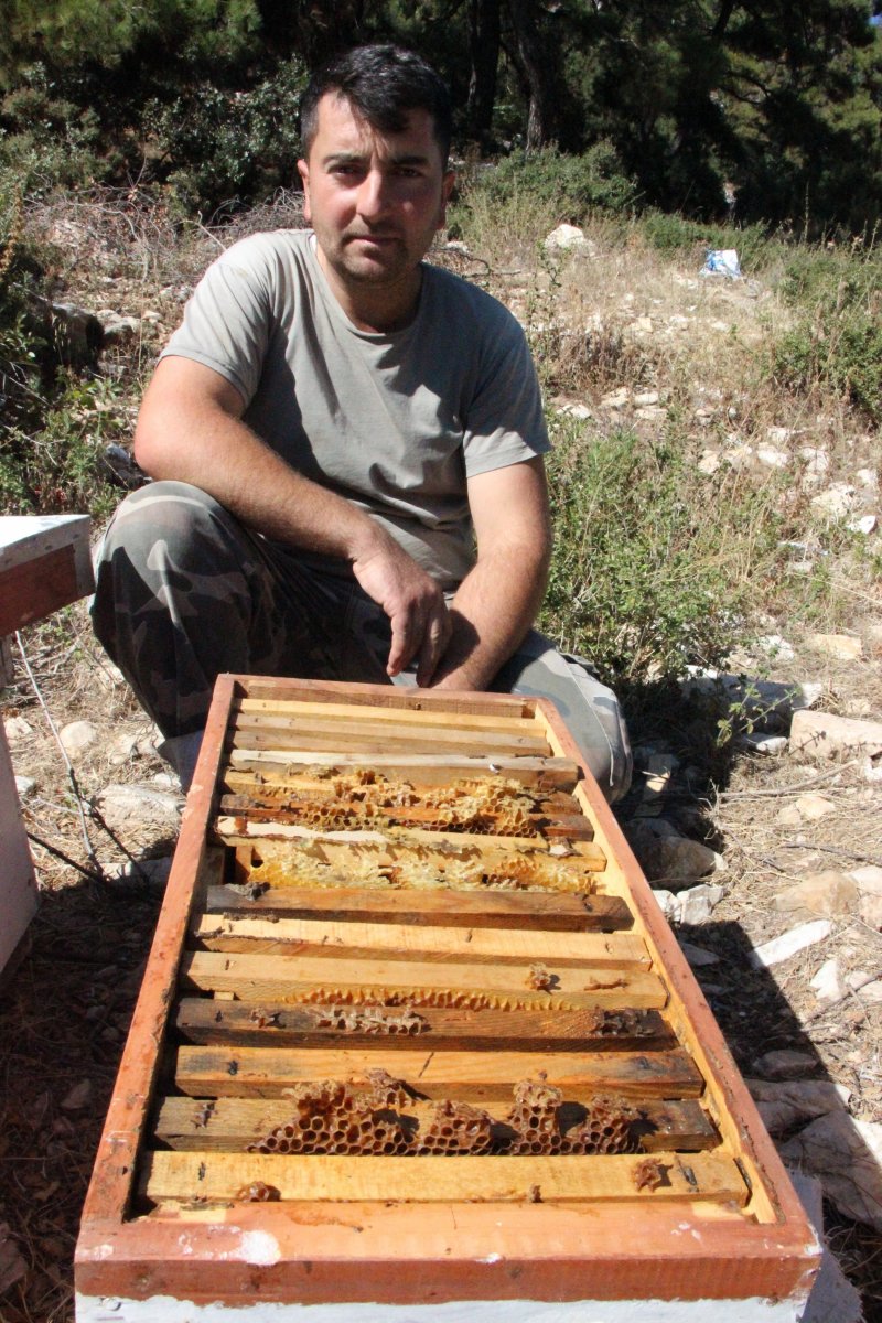 The mysterious events inside the hives surprised beekeepers # 5