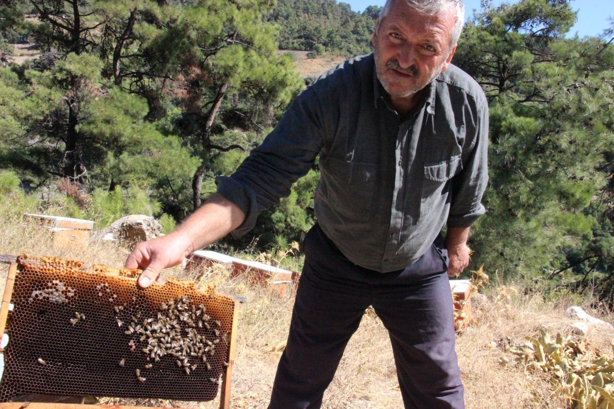 The mysterious events inside the hives surprised beekeepers # 4