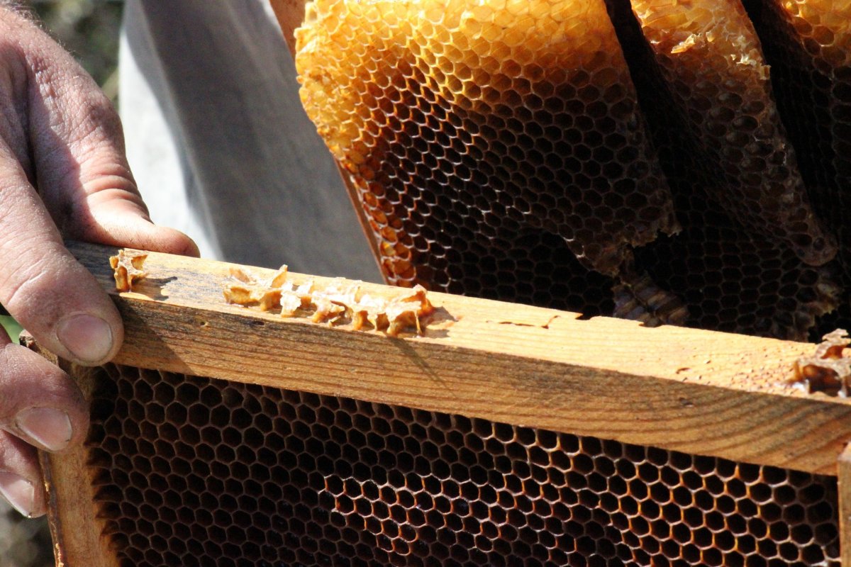 The mysterious events inside the hives surprised beekeepers # 2