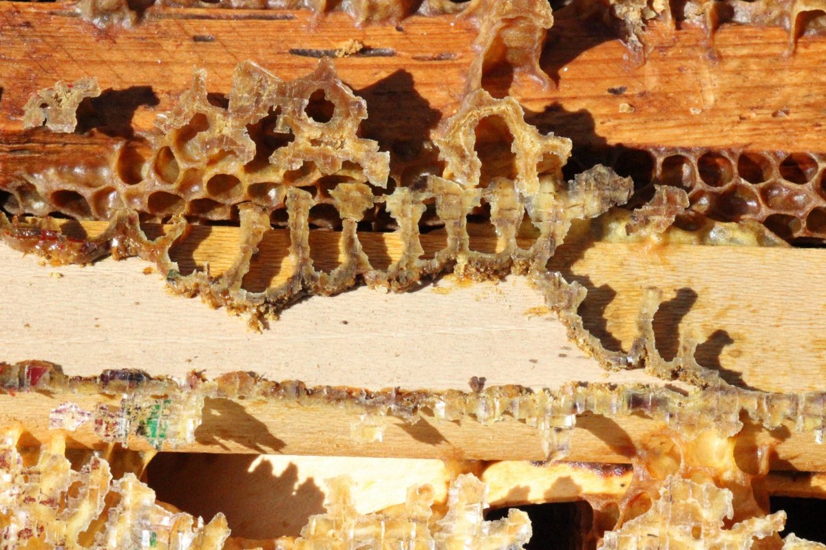 Mysterious events inside the hives surprised beekeepers # 1