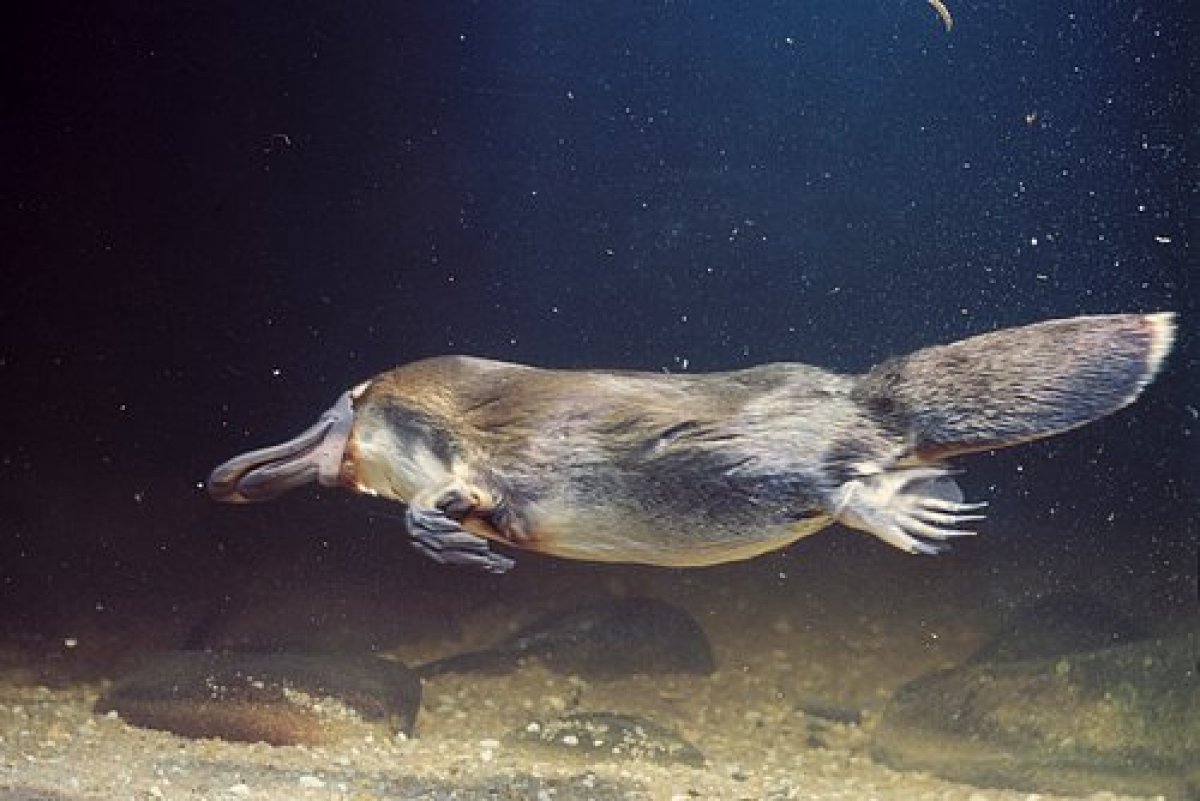 What is a platypus #2
